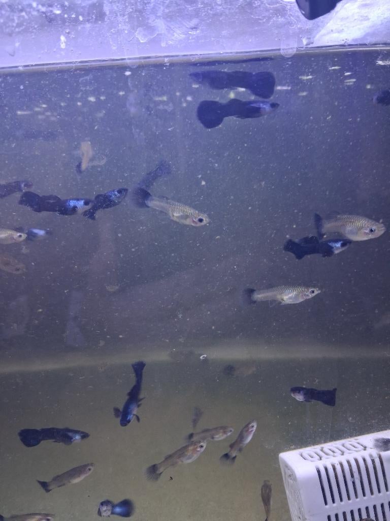 Ras zuivere guppen, Dieren en Toebehoren