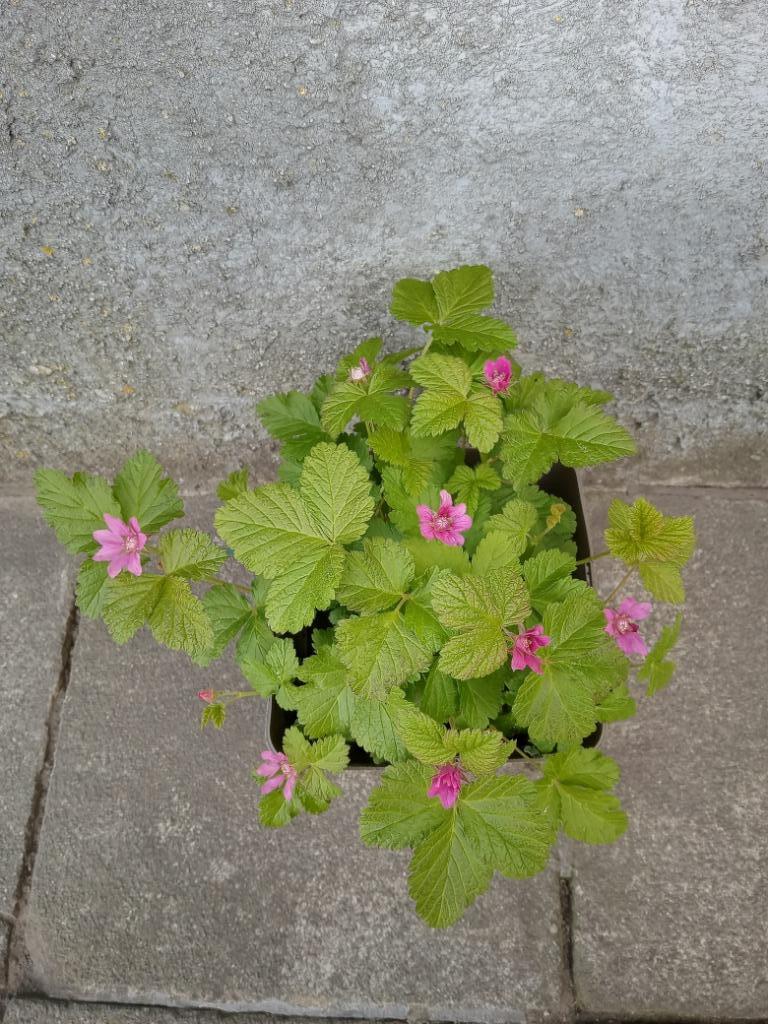 Arctische braam, Tuin en Terras, Ophalen, Volle zon, Vaste plant, Fruitplanten