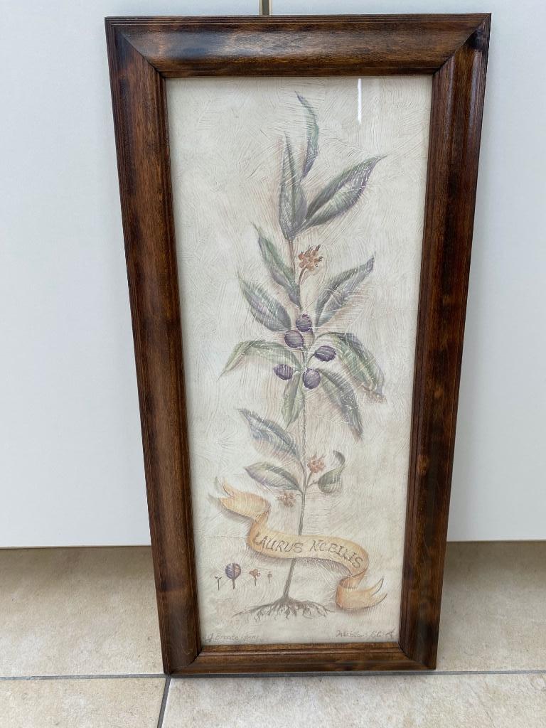 "Laurus Nobilis" Laurierplant - gravure / tekening / prent, Antiek en Kunst, Kunst | Etsen en Gravures, Ophalen of Verzenden