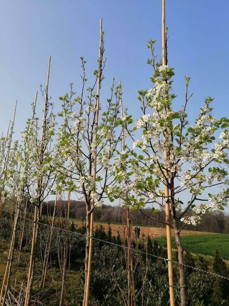 Sierpeer (Pyrus chanticleer) leiboom, sierboom, Tuin en Terras, Leiboom, Lente, 250 tot 400 cm, Ophalen