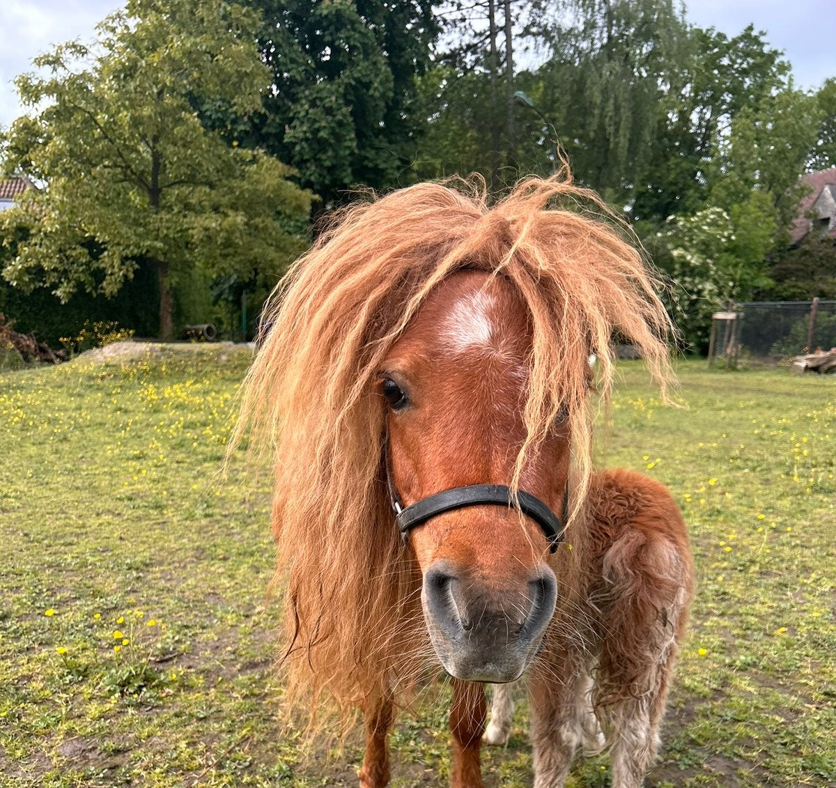 Vosse Merrie definitief goedgekeurd 75 cm, 9 jaar, Animaux & Accessoires, Poneys, Jument