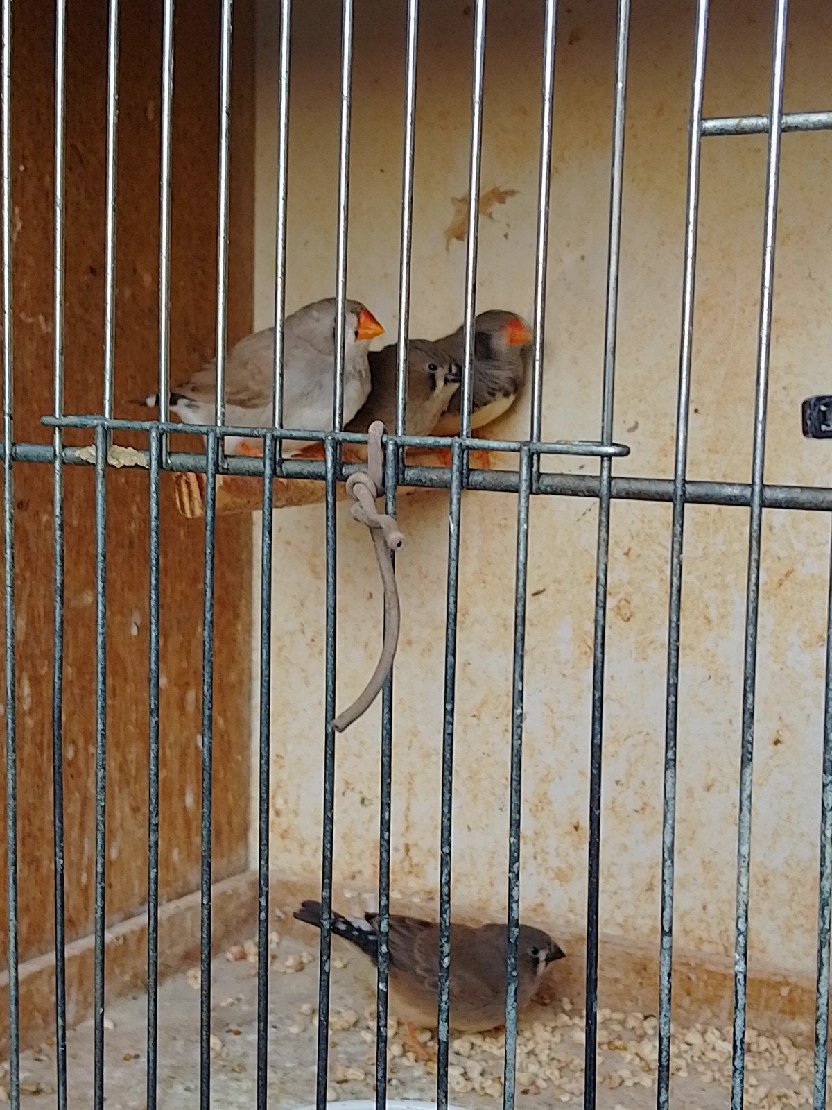 JEUNES PINSONS ZÈBRES, bagués avec ou sans CAGE, Animaux & Accessoires, Plusieurs animaux, Oiseau tropical, Bagué