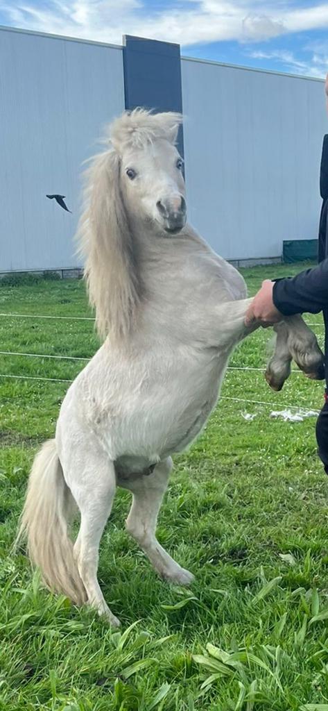 Mooie en brave dekhengst, Dieren en Toebehoren, Hengst