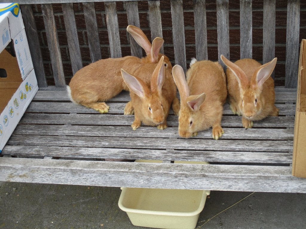 geel vlaamse reus, Mannelijk, Groot, 0 tot 2 jaar