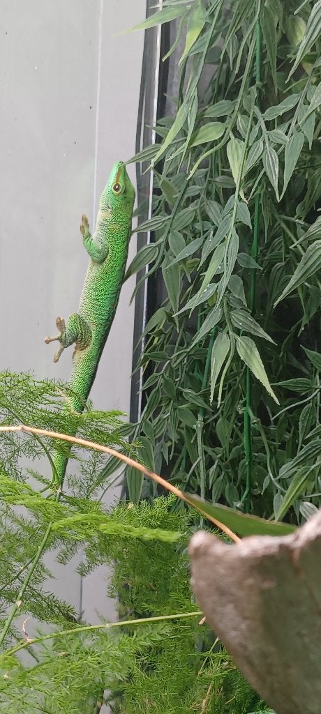 Madagascar daggekko man, Lézard, 0 à 2 ans