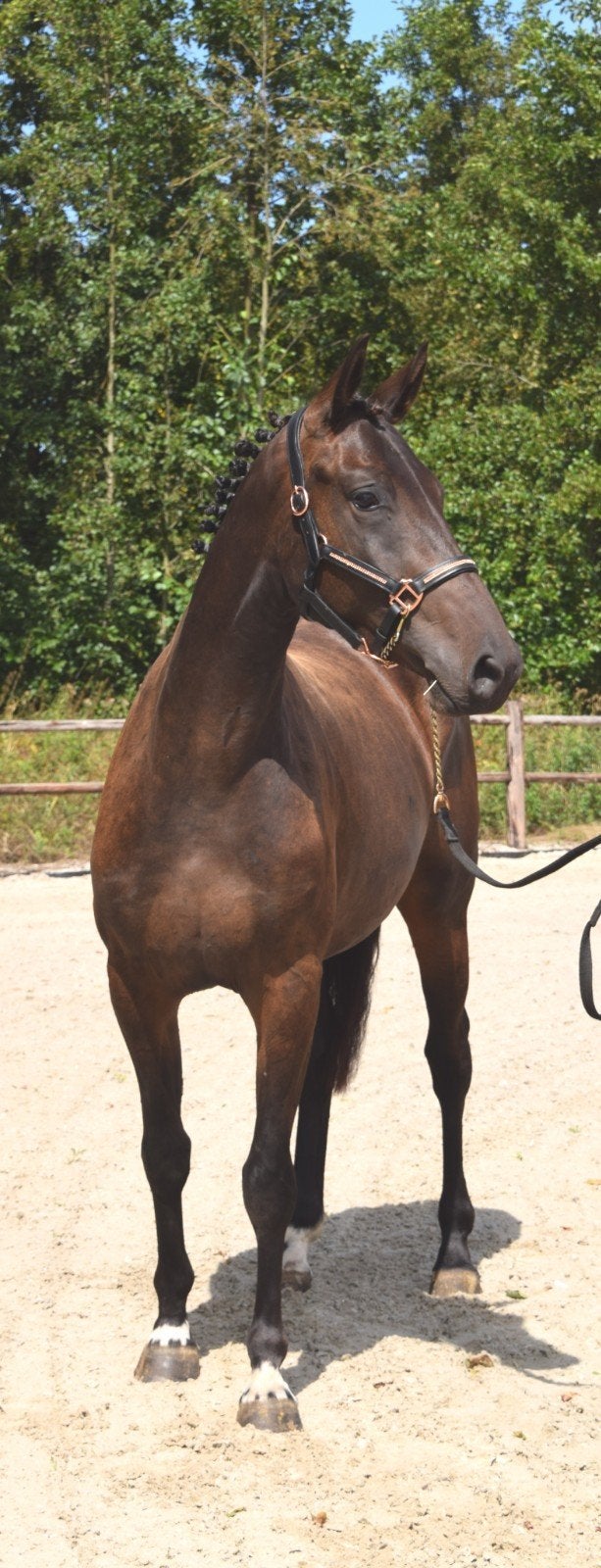 2j BWP springmerrie Colvis deMuze x Deauville x Heartbreaker, Merrie, Springpaard, Met stamboom, 0 tot 2 jaar