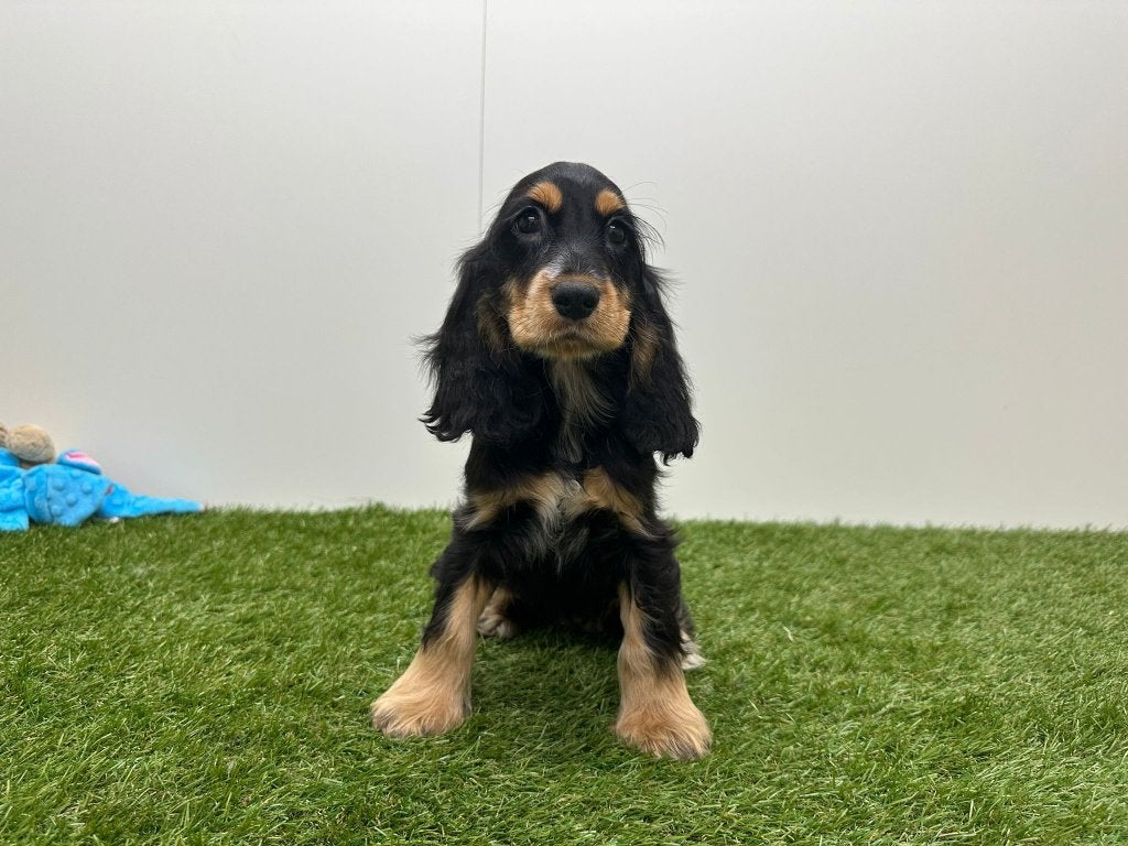 Engelse Cocker Spaniel pup, België, 8 tot 15 weken, Teef, Parvo