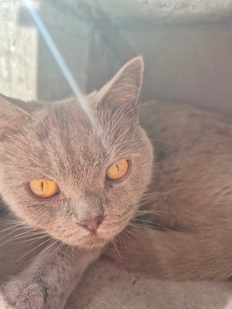 Britse korthaar herplaatser, Poes, Gechipt, 3 tot 5 jaar