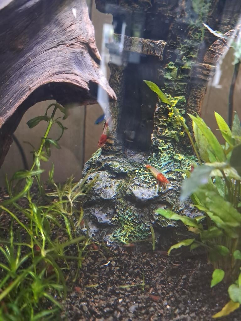 Mooie, jonge garnalen neocaridina red rili, Homard, Crabe ou Crevette, Poisson d'eau douce