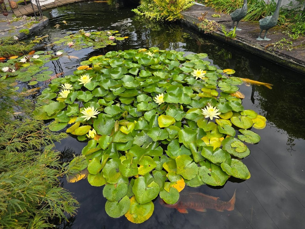 Nénuphars, Jardin & Terrasse, Étangs, Enlèvement, Neuf