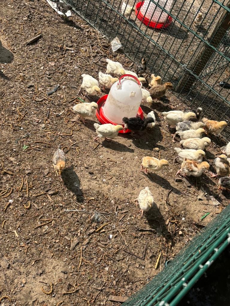 Laatste kuikens moeten weg, Dieren en Toebehoren, Geslacht onbekend