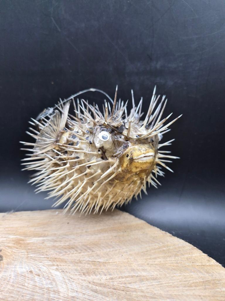 Stekelvarkens bij taxidermie (Diodon) — Cabinet de curios, Ophalen of Verzenden