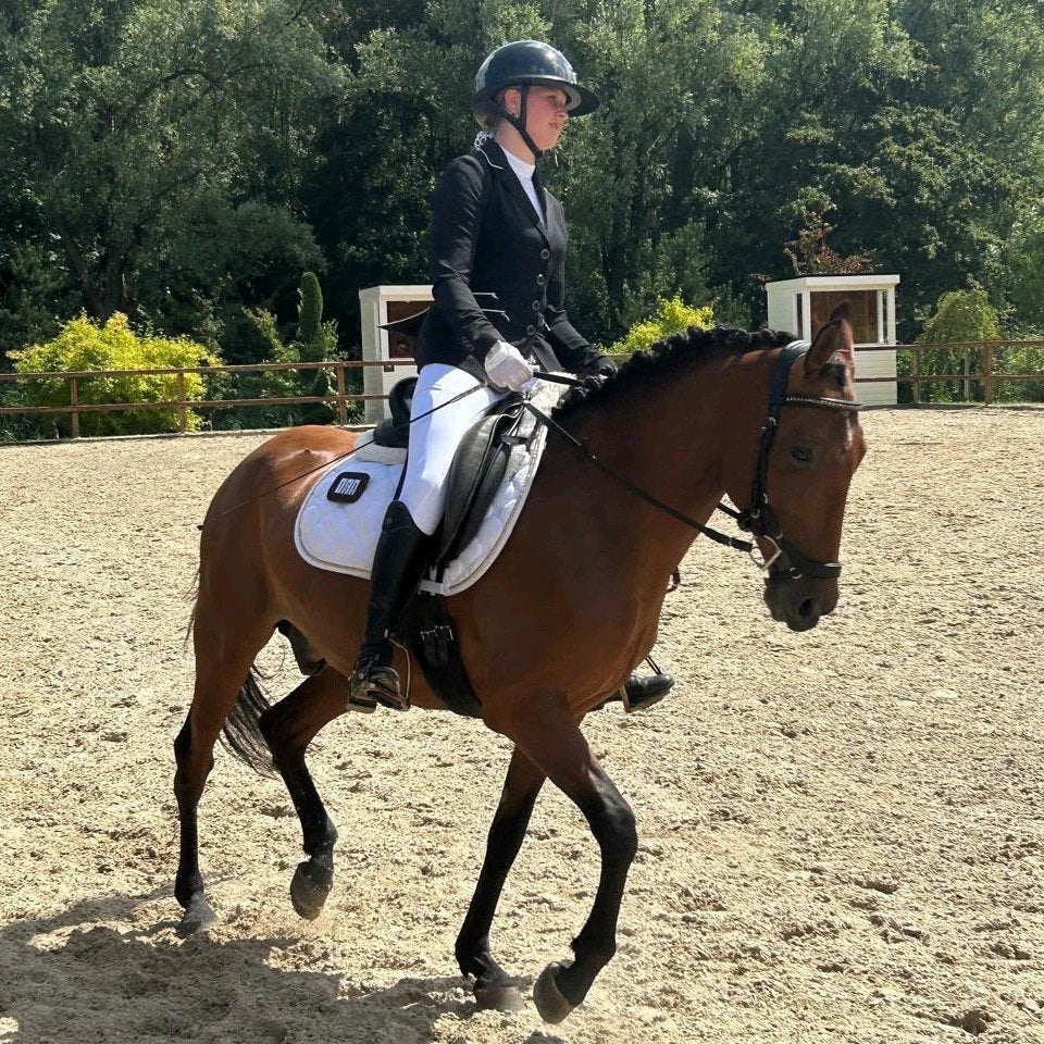 knappe allronder, Animaux & Accessoires, Poneys, Hongre, L, Poney D (1.37 m à 1.48m), Poney de saut, 7 à 10 ans, Avec puce électronique