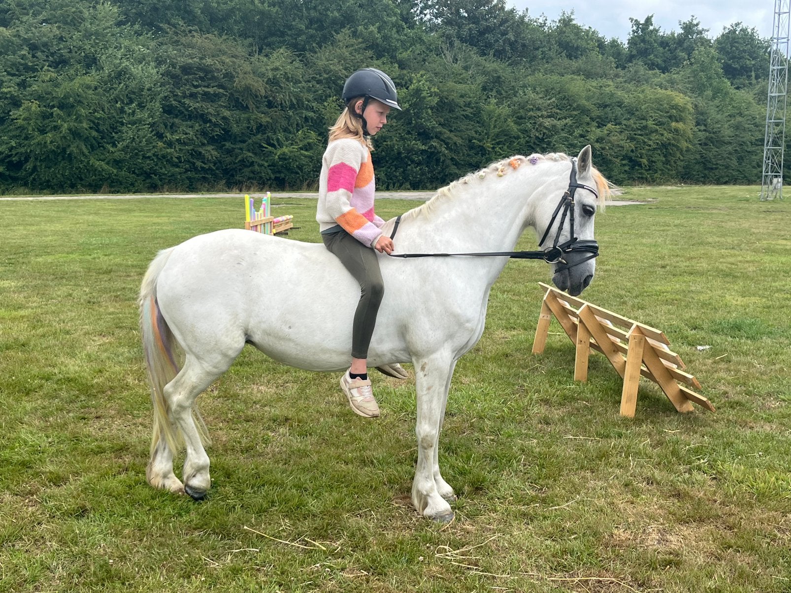 C pony, Dieren en Toebehoren, C pony (1.27m tot 1.37m), 11 jaar of ouder, Recreatiepony, Merrie
