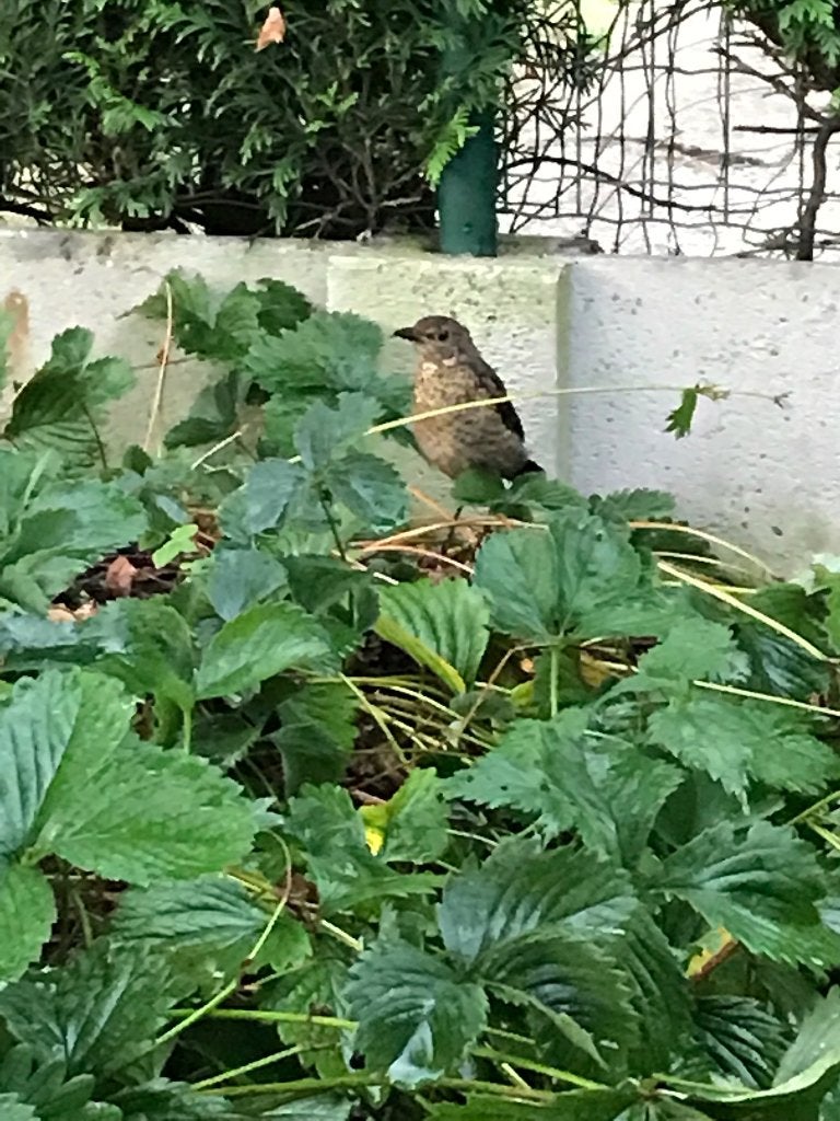 Aardbeiplanten, Tuin en Terras, Verzenden, Eenjarig, Fruitplanten