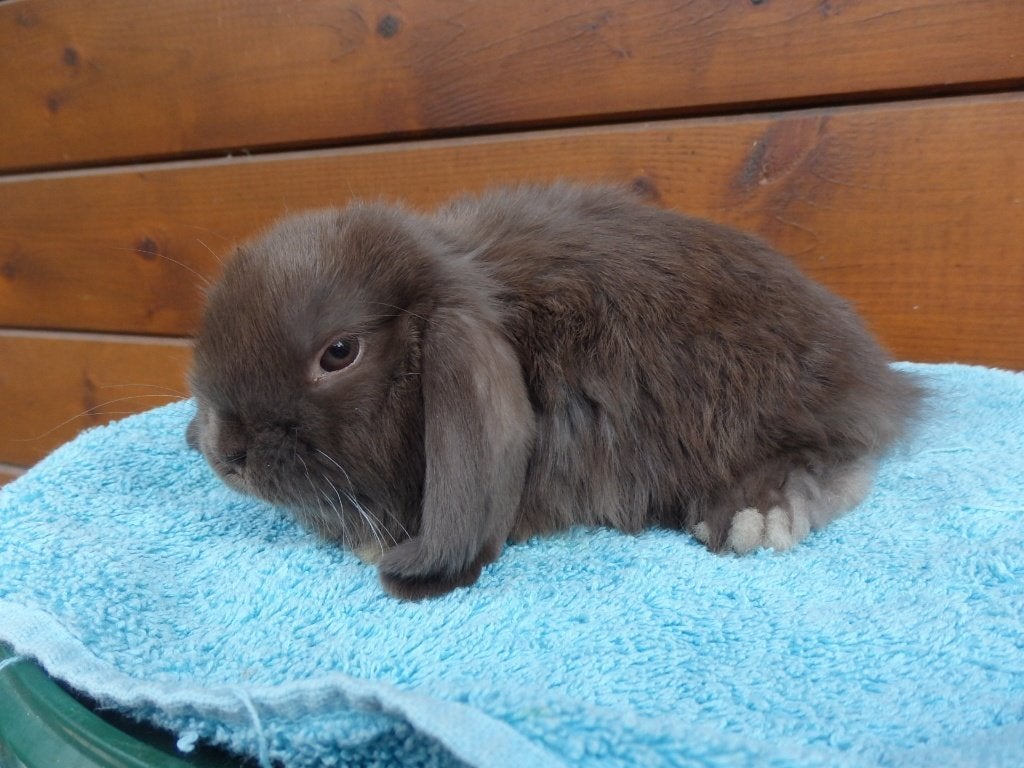hd, infirmière, Femelle, Nain, Oreilles tombantes, 0 à 2 ans