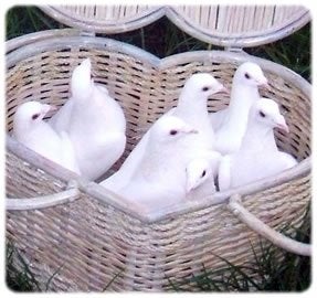 Lâcher de colombe – mariage, cérémonie, Enlèvement, Neuf