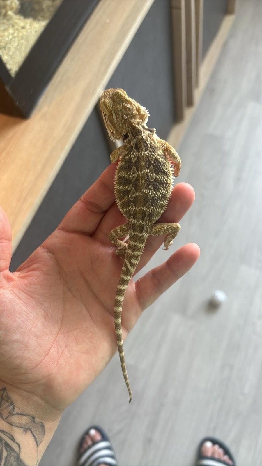 Pogona citrus, Animaux & Accessoires, Reptiles & Amphibiens | Accessoires, Enlèvement
