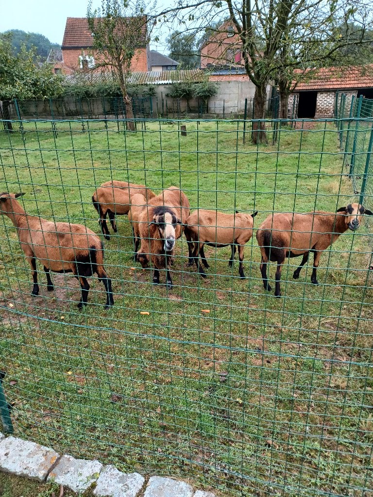 barbados black belly, Dieren en Toebehoren, Schapen, Geiten en Varkens, Meerdere dieren, Schaap, 0 tot 2 jaar