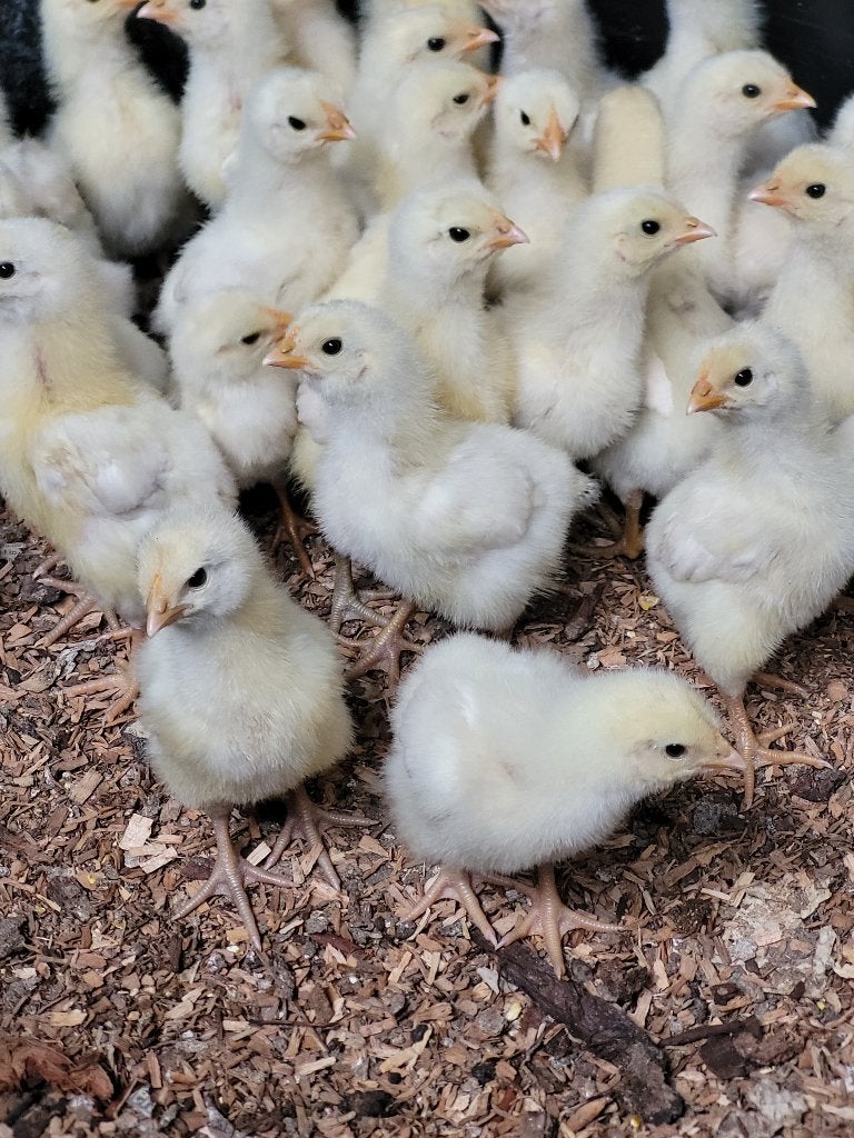 Kuikens Poule de Bresse, Dieren en Toebehoren, Pluimvee