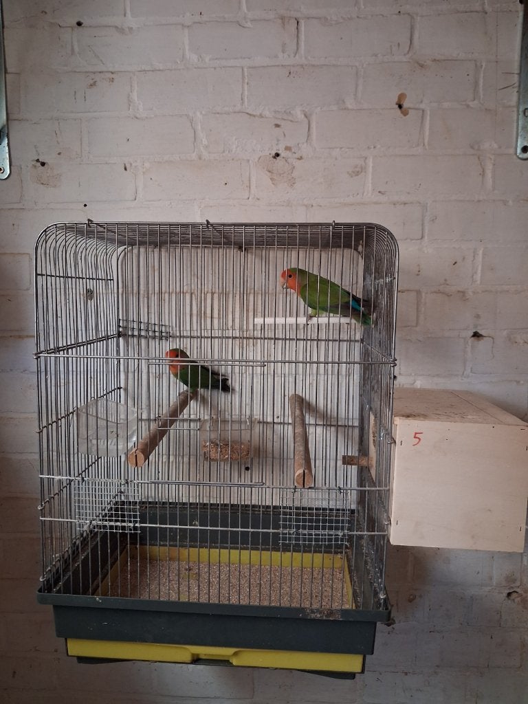 1 koppen roseicollis, Oiseau tropical