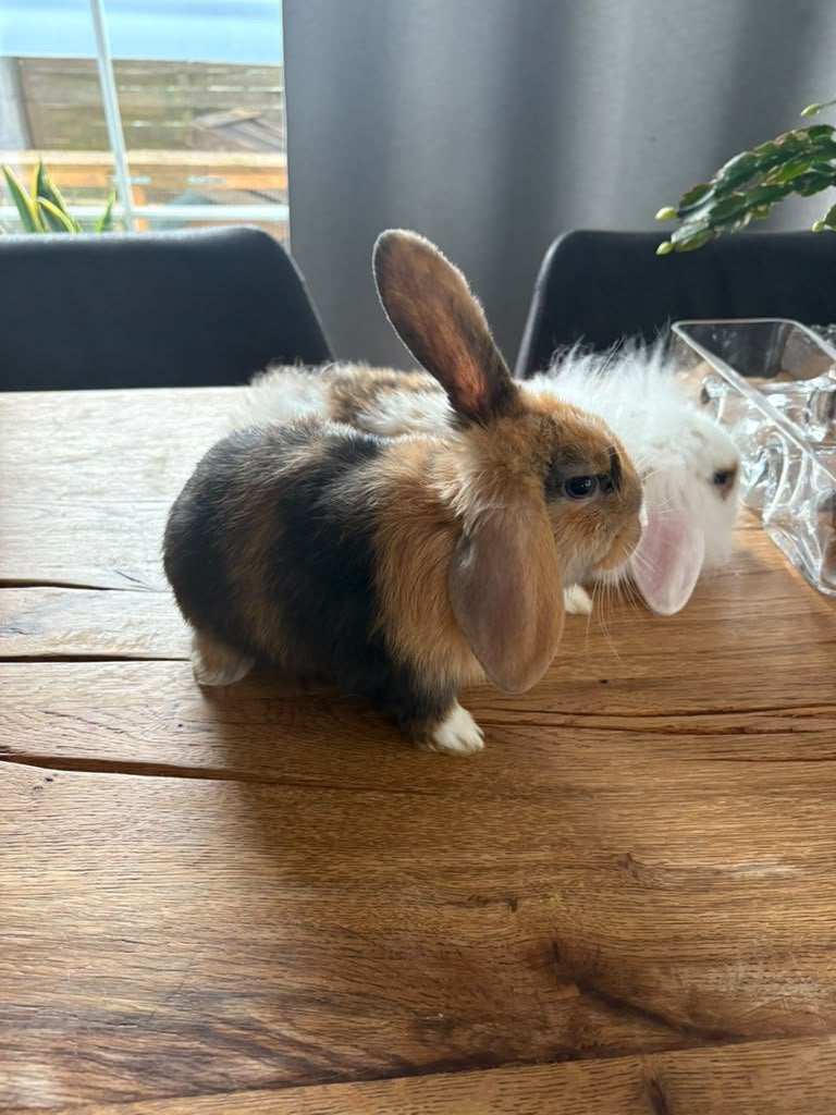 Baby konijntjes te koop, Dieren en Toebehoren, Meerdere dieren, Overige typen, Tam, September