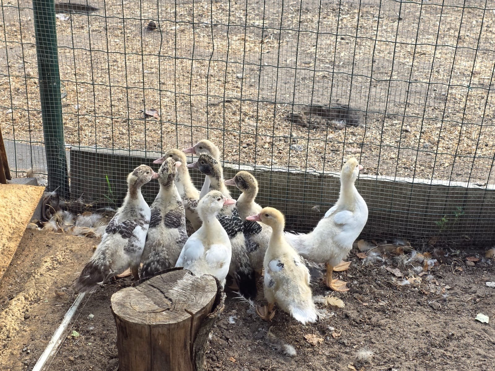 Eendjes barberie, Dieren en Toebehoren, Pluimvee