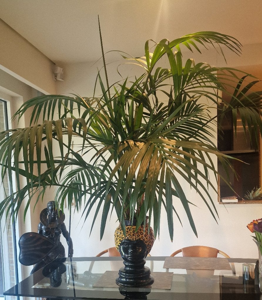 Palm (Areca palm) in blakende gezondheid - kamerplant, Ophalen, 100 tot 150 cm, Palm, In pot