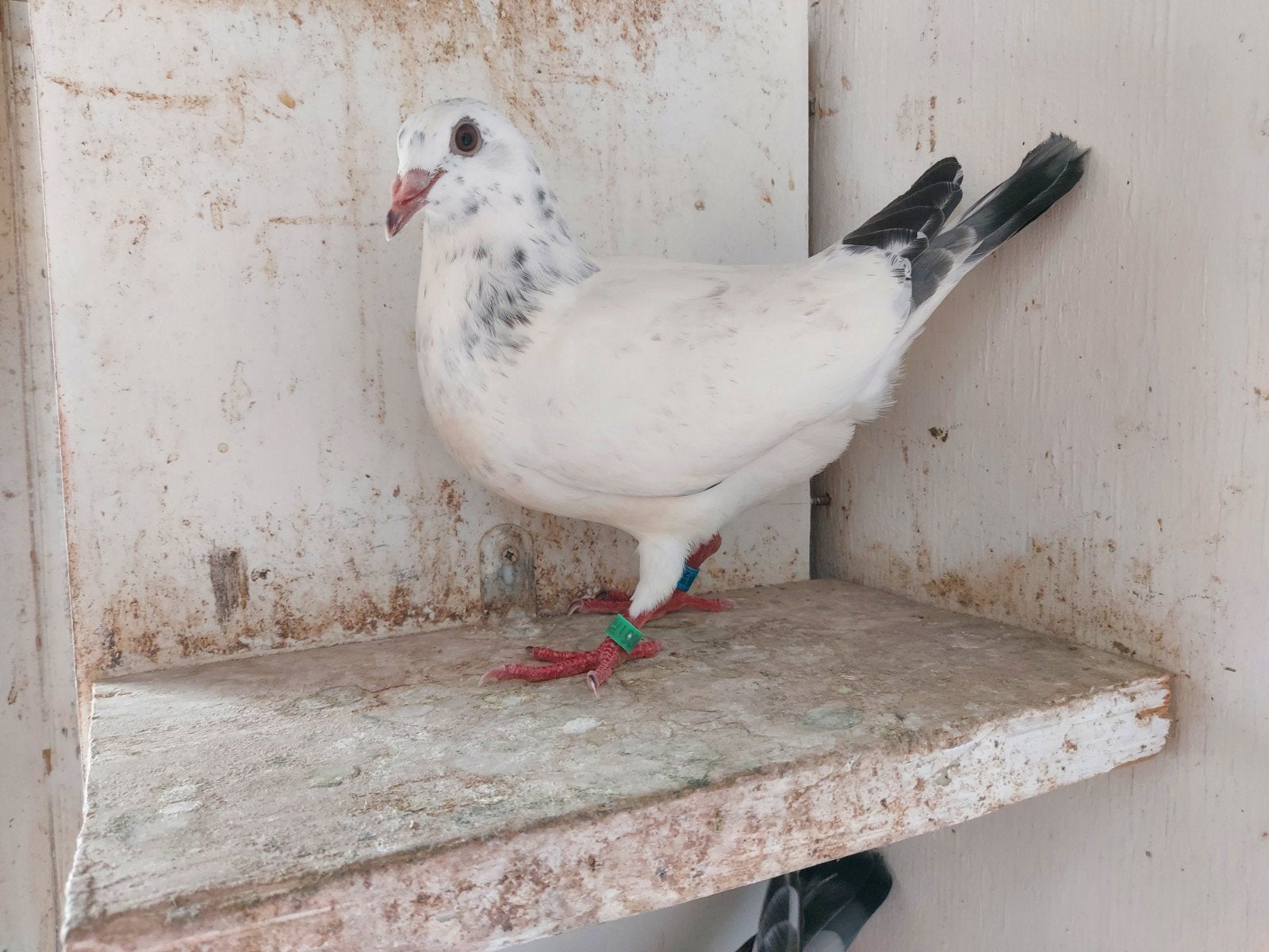 jonge duif 2026, Sexe inconnu, Pigeon voyageur