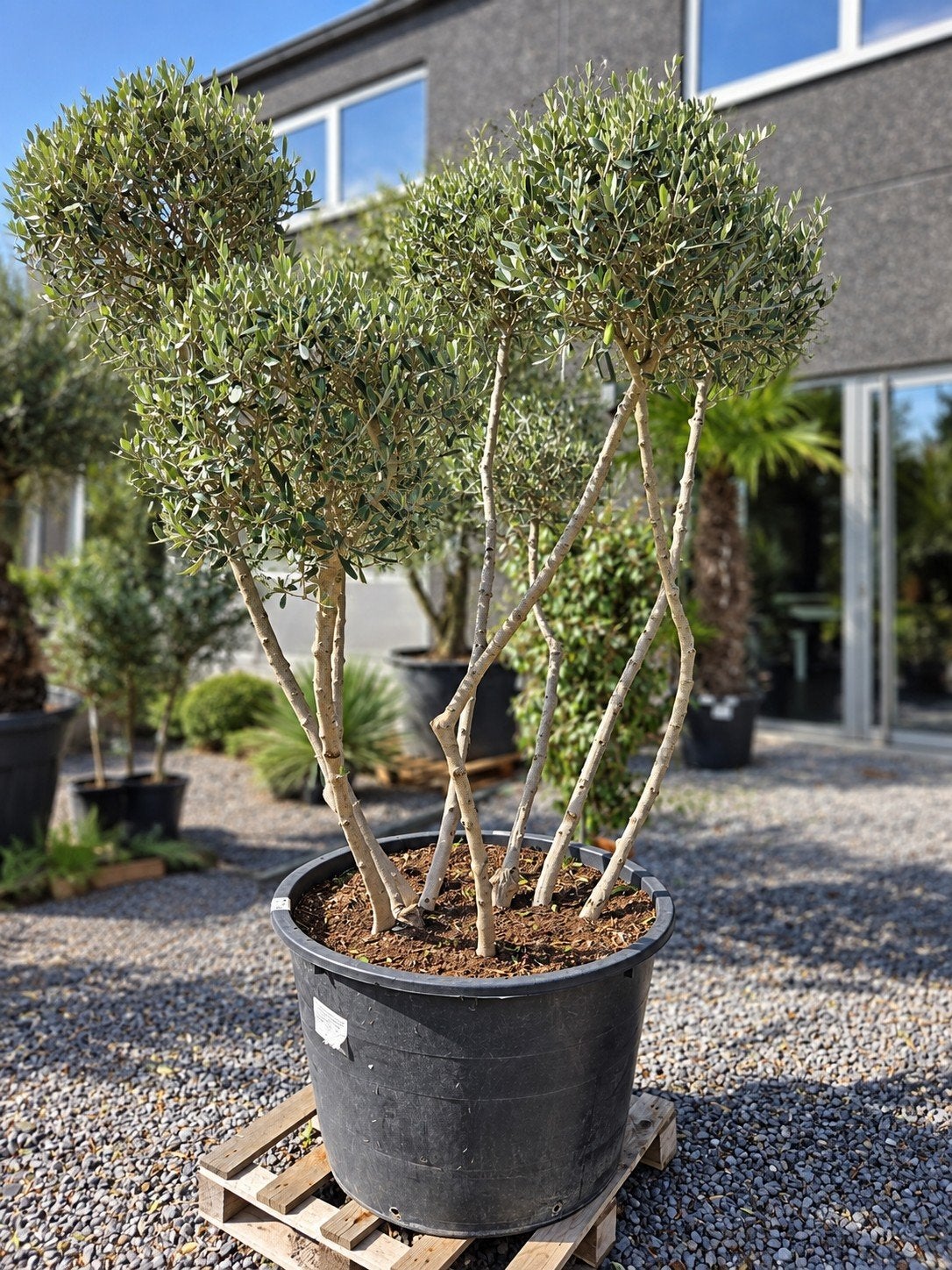 Olijfboom Olea Europaea Cipressino, Tuin en Terras, Ophalen, Olijfboom