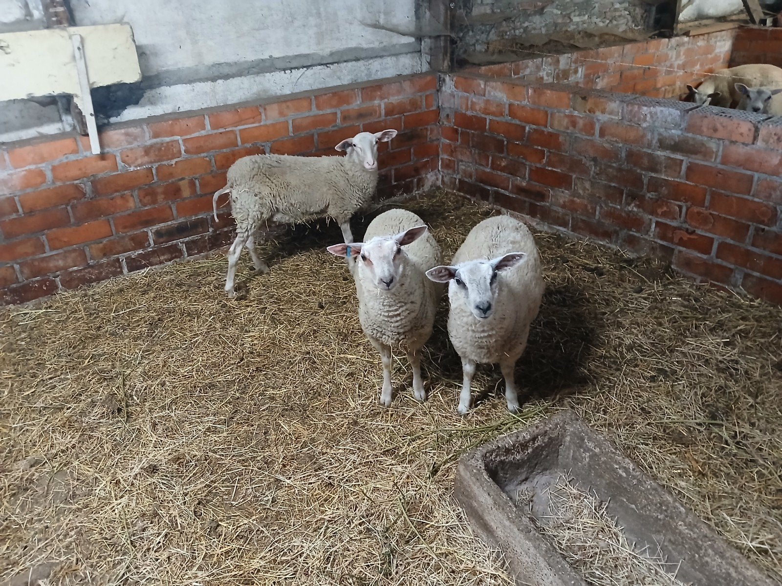 3 ooi lammers