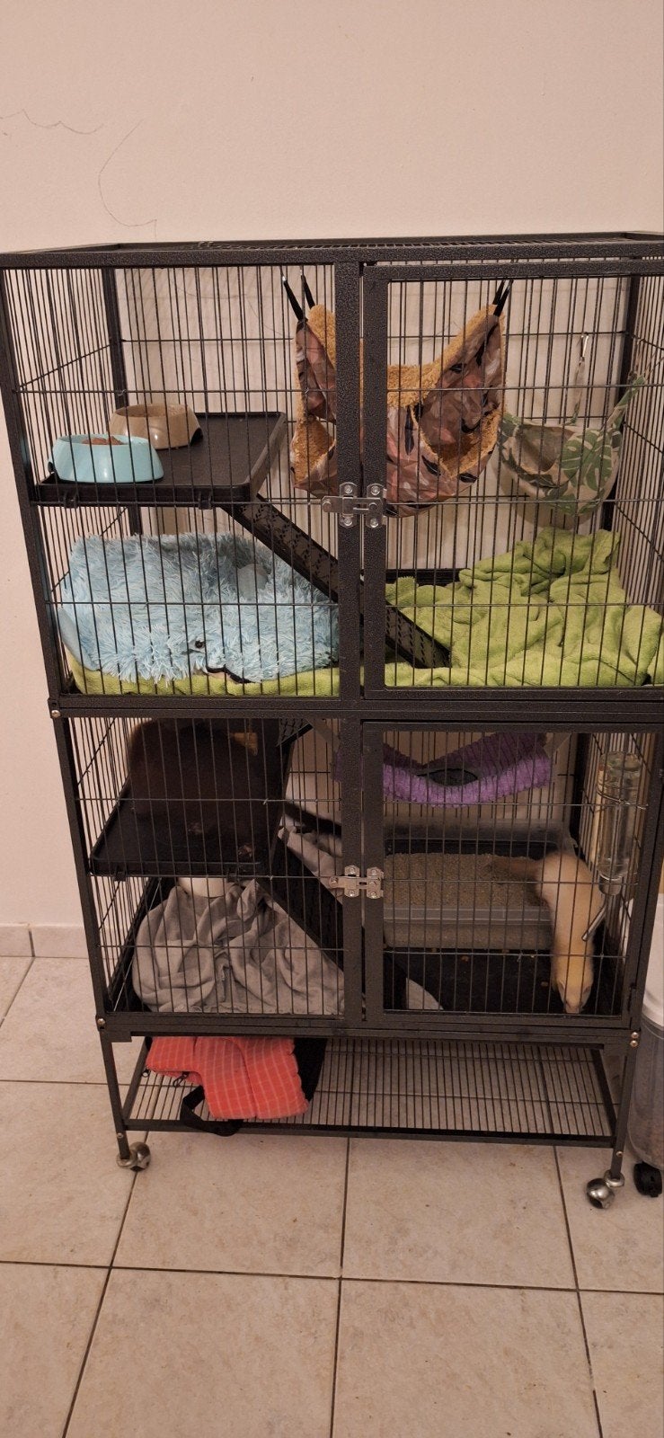 2 angora fretjes te koop, Dieren en Toebehoren, Ophalen