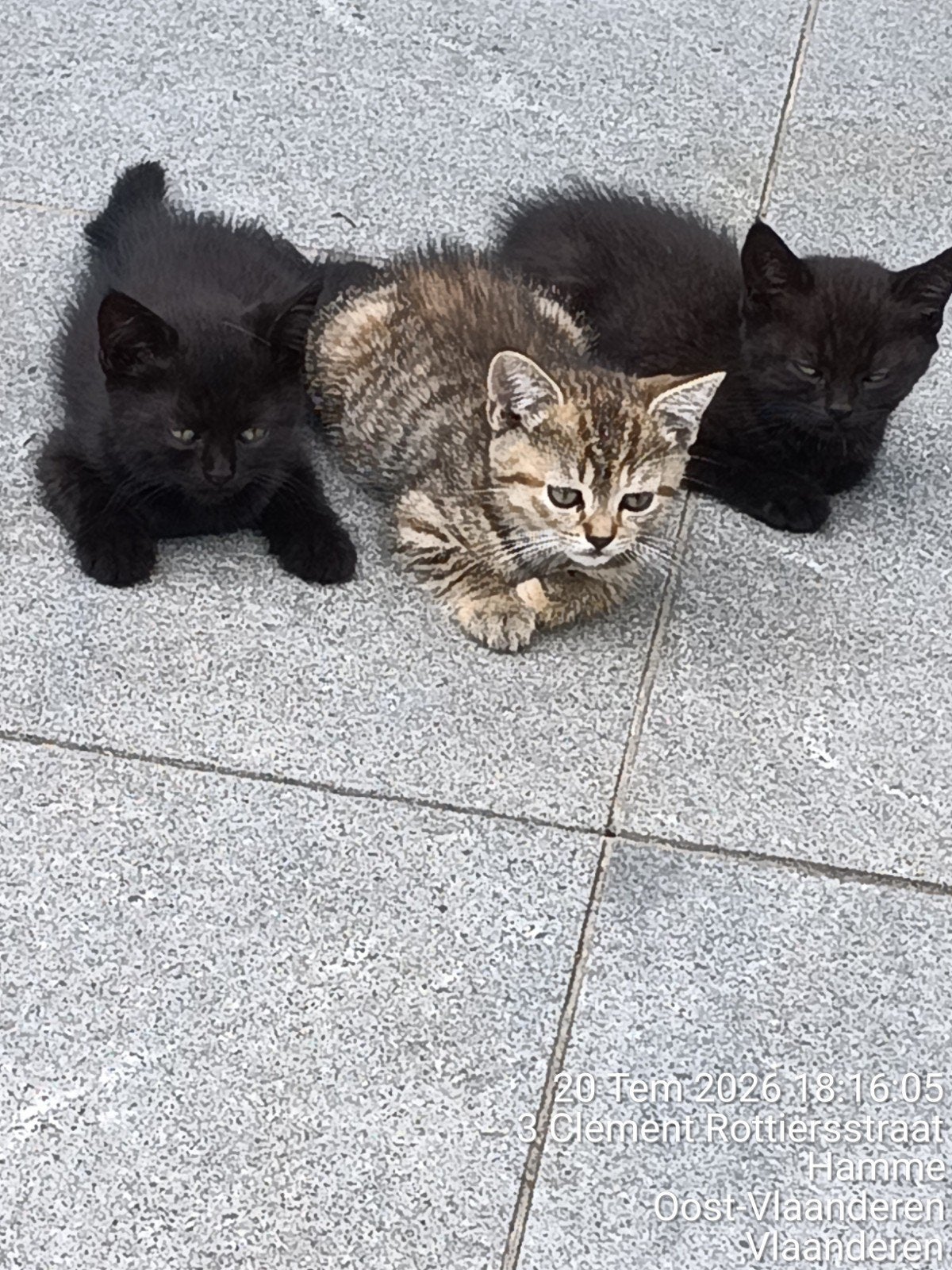 Chatons, Sexe inconnu, Vacciné, 0 à 2 ans