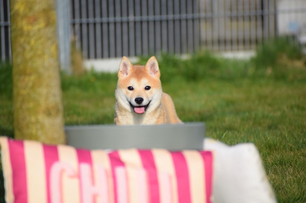 Shiba inu pups, Dieren en Toebehoren, 15 weken tot 1 jaar, Overige rassen, Buitenland, Parvo