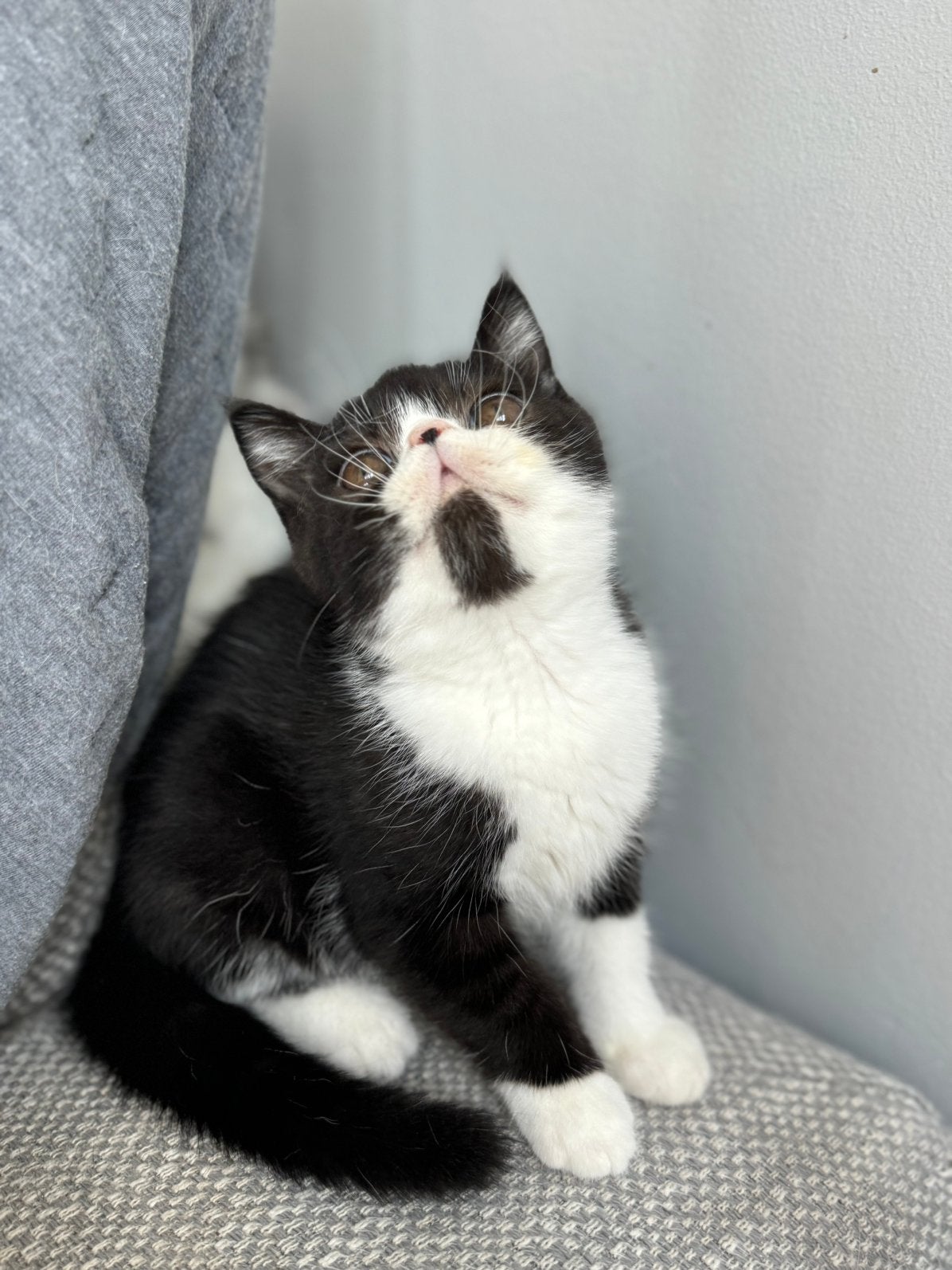 kittens Exotic korthaar, Dieren en Toebehoren, Meerdere dieren, Gechipt, 0 tot 2 jaar