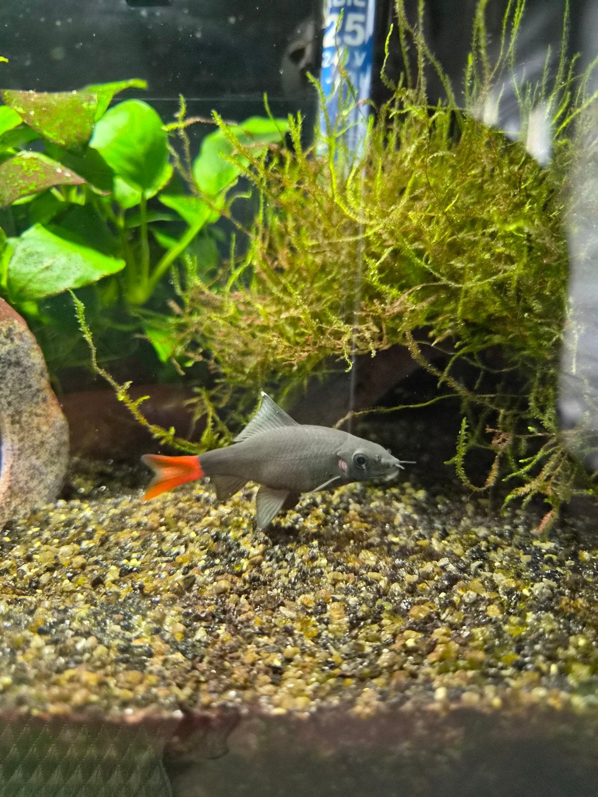 Vuurstaartlabeo gratis, Animaux & Accessoires, Poissons | Poissons d'aquarium, Poisson, Poisson d'eau douce