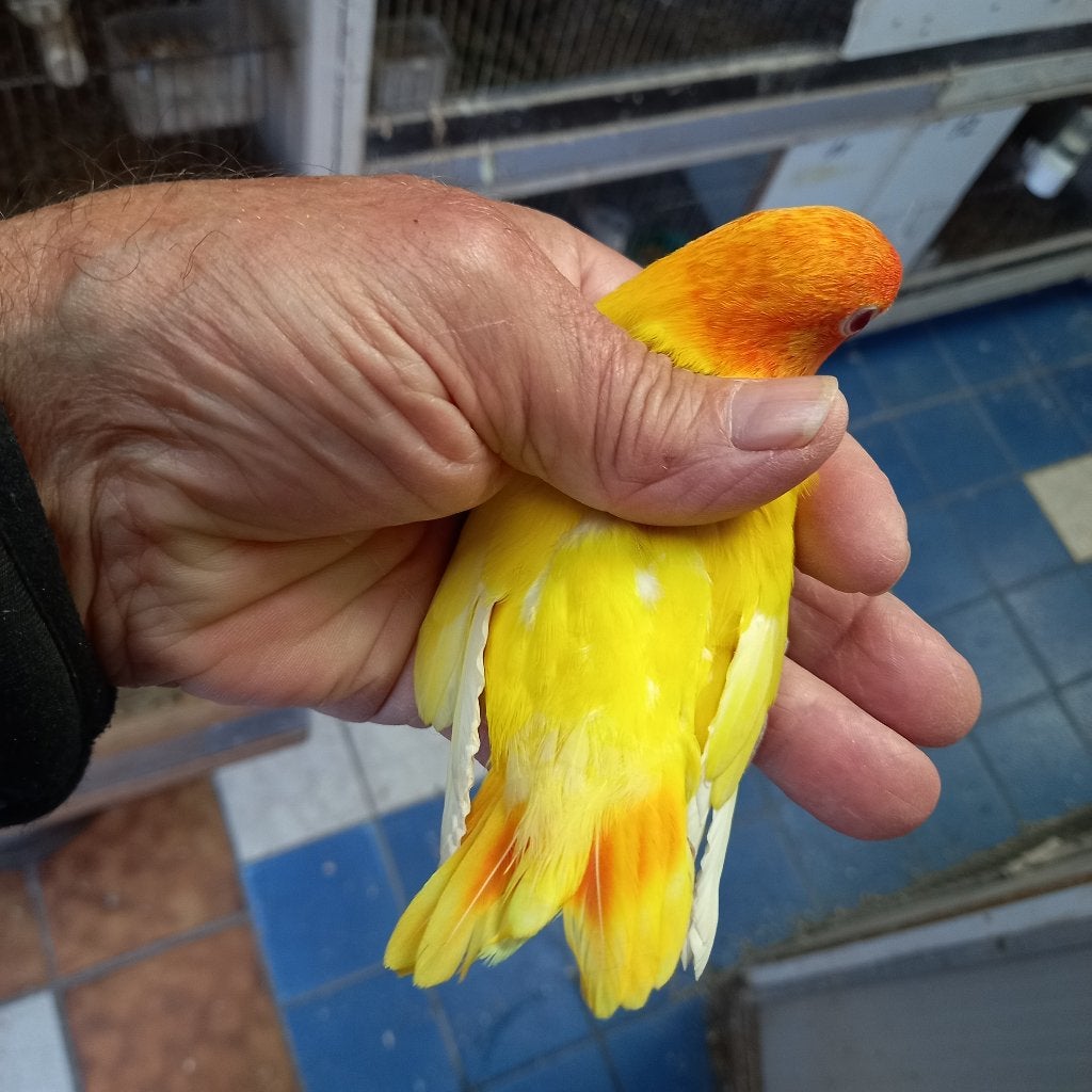 Fischeri, Perroquet nain ou Inséparable, Bagué