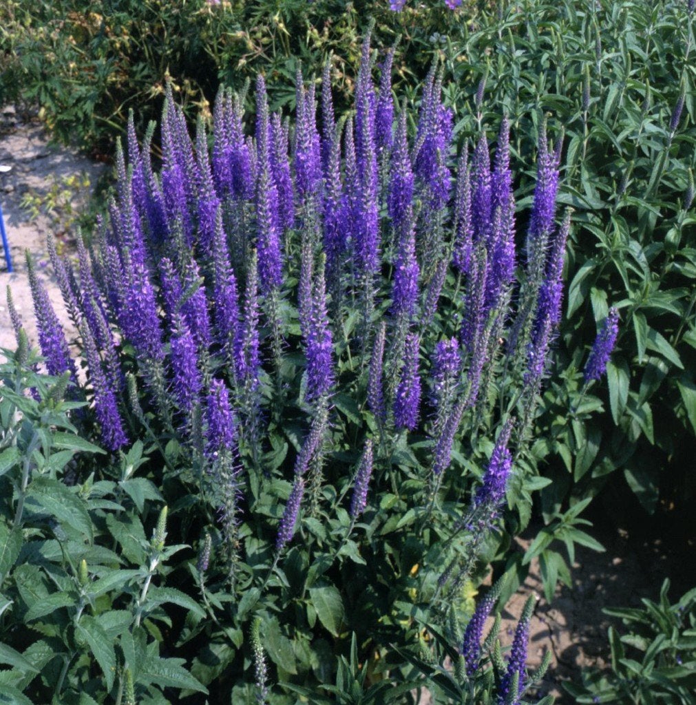 5 x veronica longifolia in 2 literpot, Tuin en Terras, Ophalen, Vaste plant