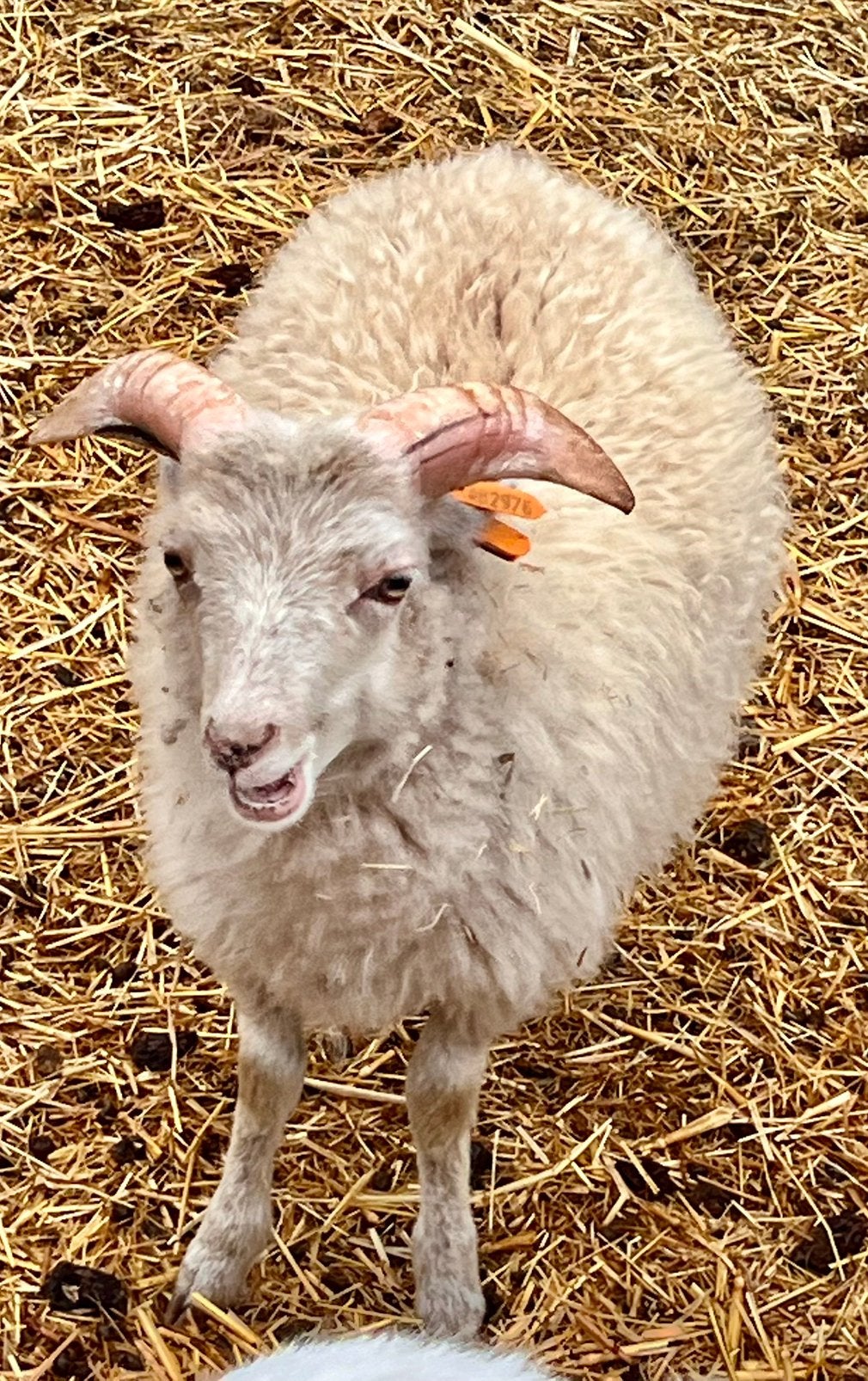 Ouessant dwergschaap rammetjes, Mannelijk, Schaap, 0 tot 2 jaar