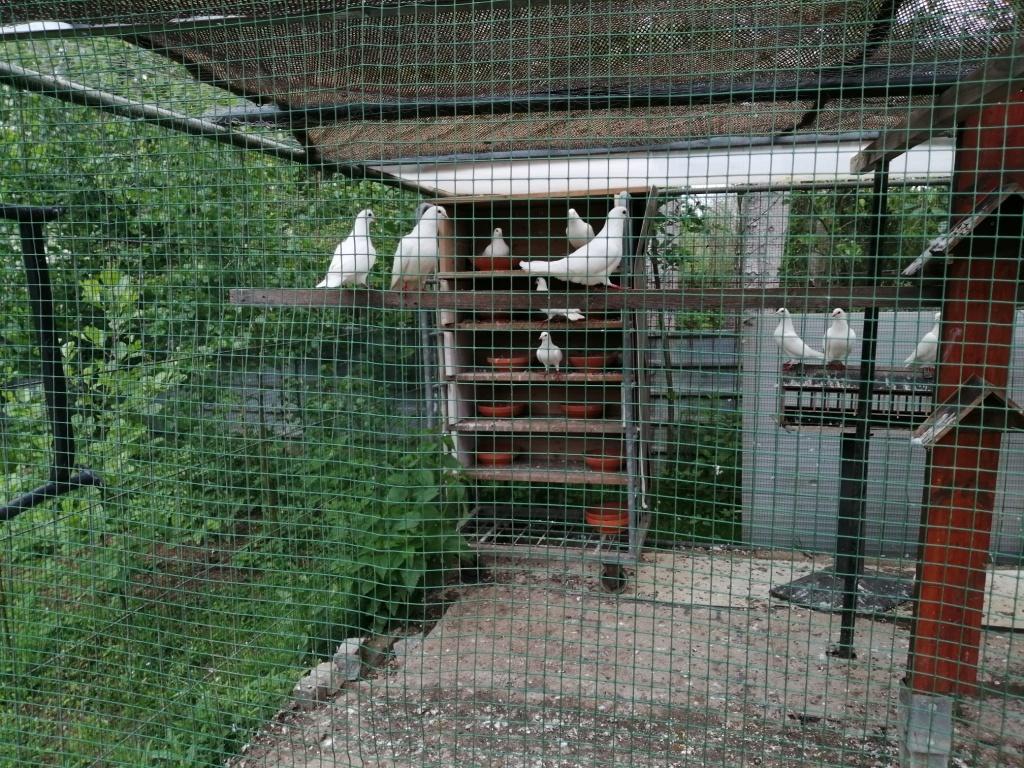 10 witte sierduiven, Dieren en Toebehoren, Vogels | Duiven