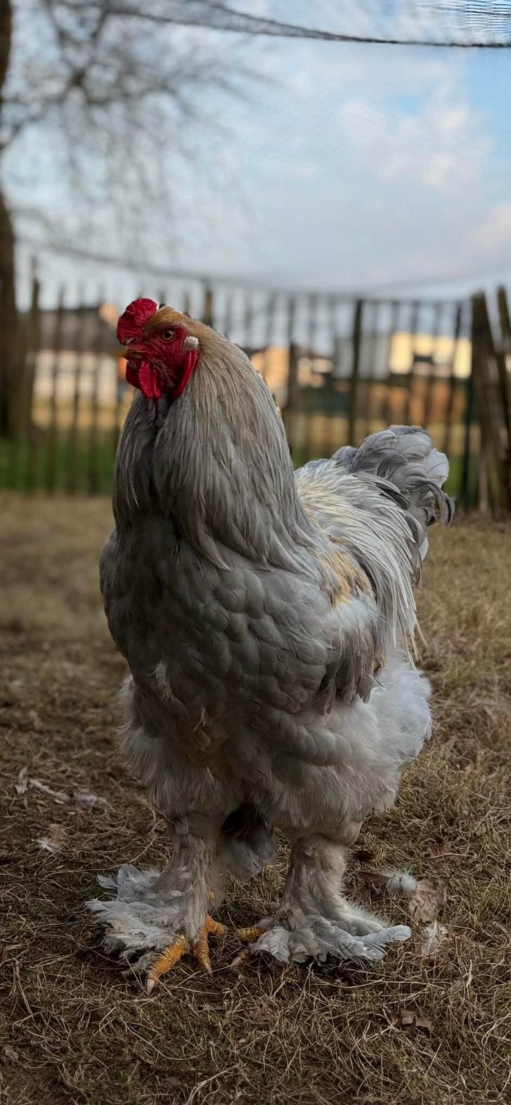 Brahma groothoender Isabella Haan 2j, Dieren en Toebehoren, Pluimvee