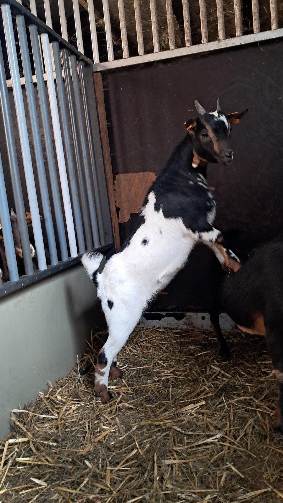 Dochter en mama te koop, Dieren en Toebehoren, Vrouwelijk, Geit, 0 tot 2 jaar