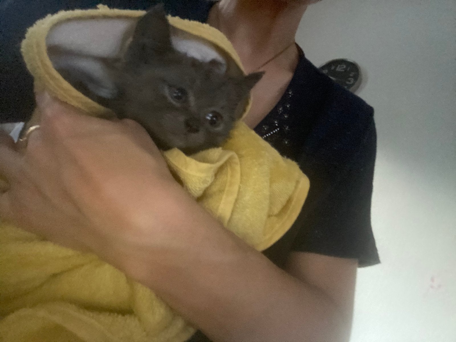 Britse kortharigen kittens, Meerdere dieren, Gechipt, 0 tot 2 jaar