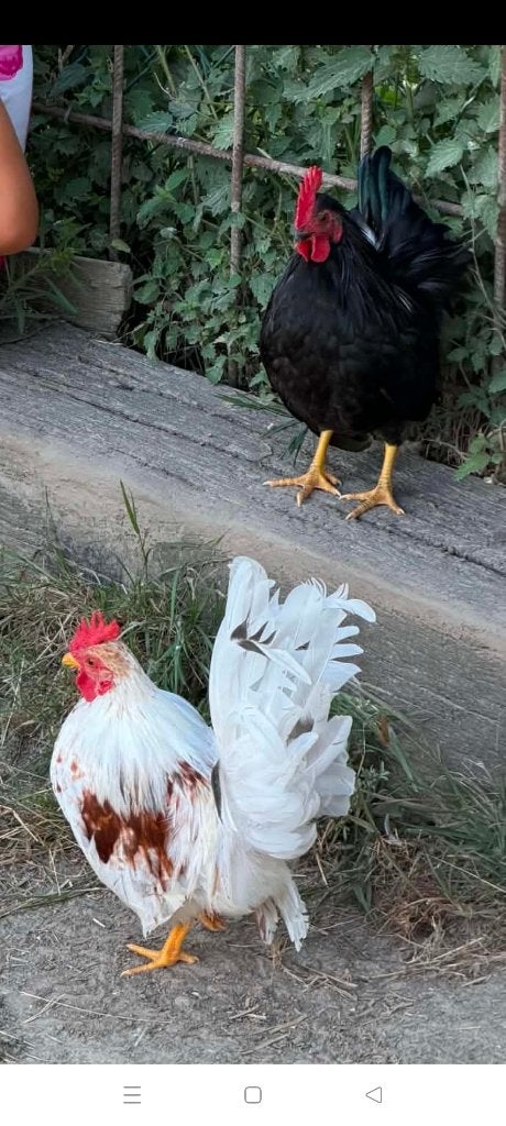 Serama/chabo haantjes van dit jaar, Dieren en Toebehoren, Maart, Mannelijk