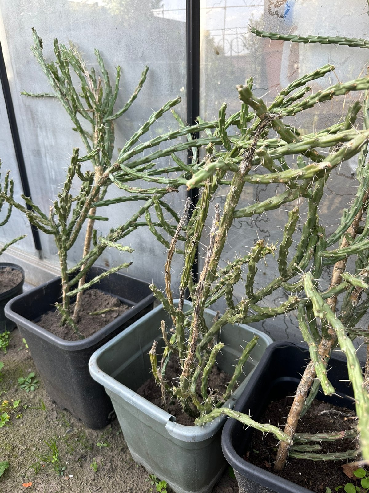 Cactus Cylindropuntia, Volle zon, Vaste plant, Zomer, Ophalen