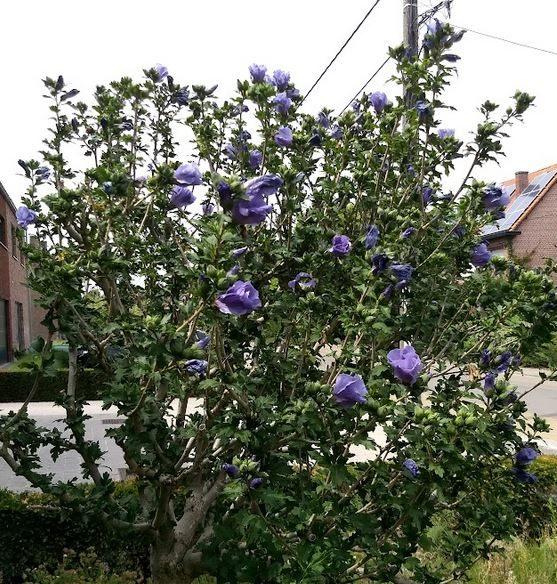 Hibiscus met blauw/paarse bloemen, Ophalen