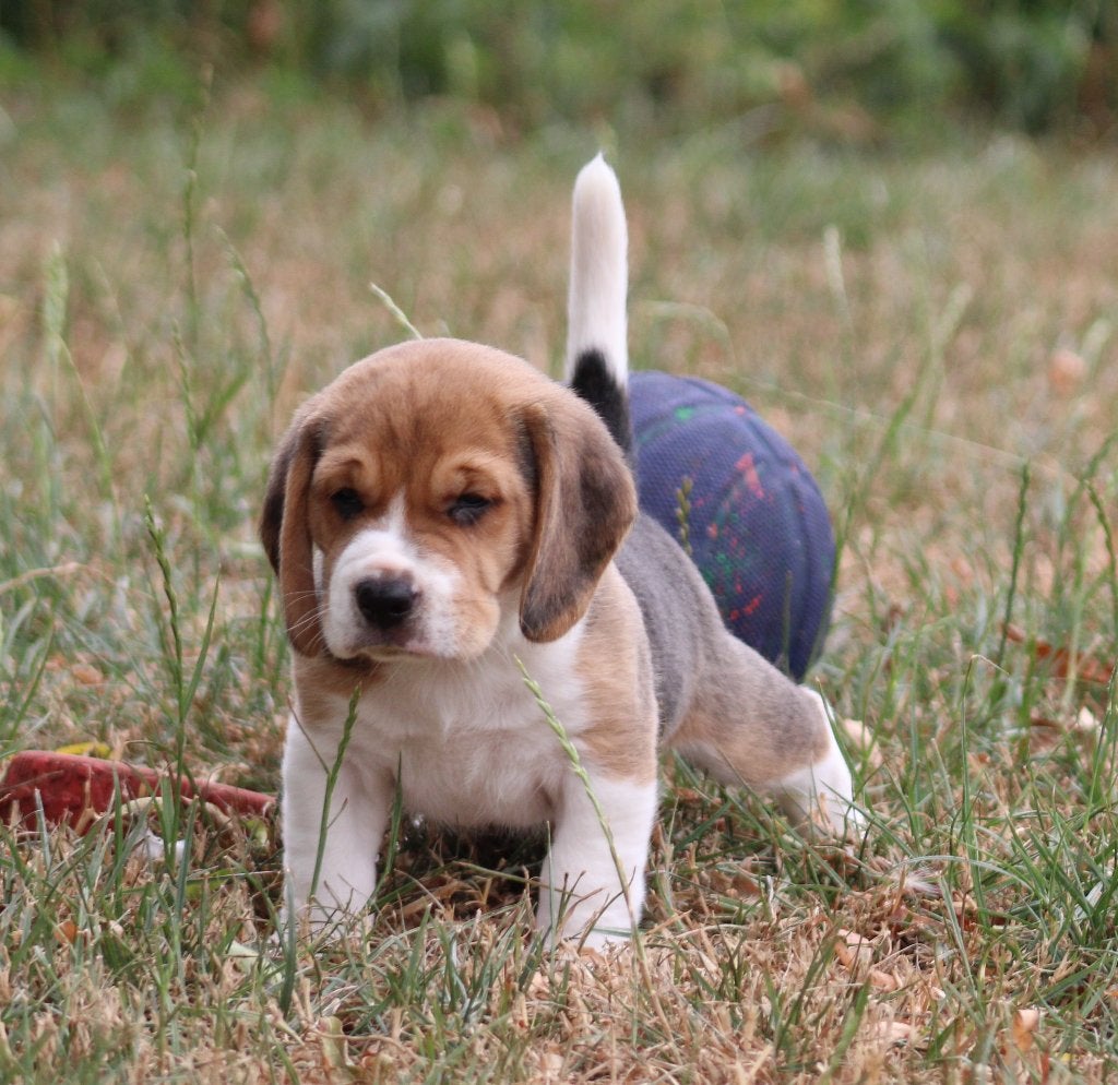 Chiots Beagle, Animaux & Accessoires, Chiens | Beagles, Bassets & Chiens courants, Chien (mâle), Beagle, Éleveur | Professionnel
