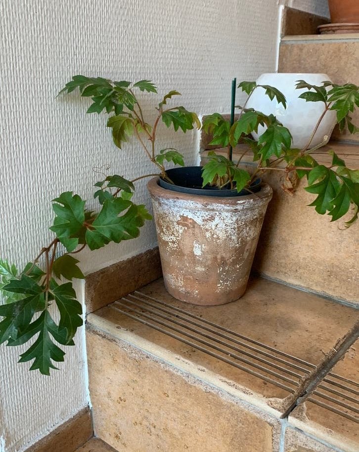 druifklimop of eikenbladklimop in stenen pot, Tuin en Terras, Ophalen, Zo goed als nieuw