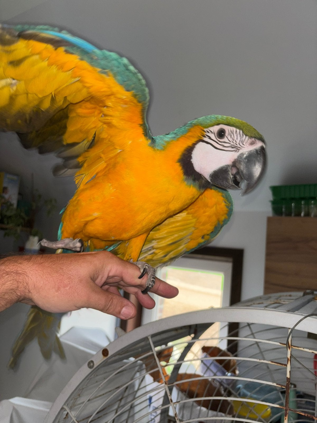 Ararauna, Animaux & Accessoires, Perroquet