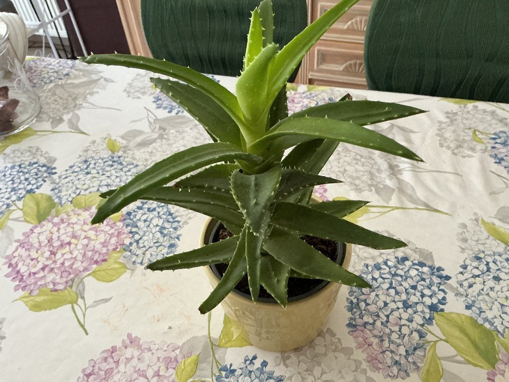 Aloeplant, Huis en Inrichting, Kamerplanten, Ophalen, Vetplant, Halfschaduw, In pot